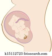 pregnancy pregnancy