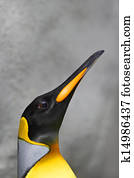 proud portrait of a male king penguin