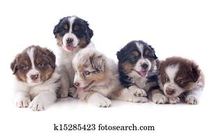 puppies australian shepherd puppies australian shepherd