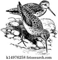 pássaro, pântano, sandpiper