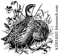 pássaros, comum, codorniz