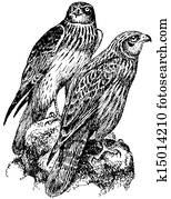 pássaros, ocidental, pântano, harrier