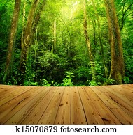 Rain forest Rain forest