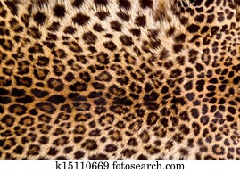 Real Leopard Skin. Real Leopard Skin.
