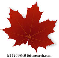 Red maple leaf on a white background Red maple leaf on a white background