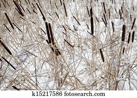 reed on snow-covered lake, winter landscape