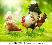 Rooster and Chickens. Free Range Cock and Hens Rooster and Chickens. Free Range Cock and Hens