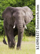 selvagem, elefante africano