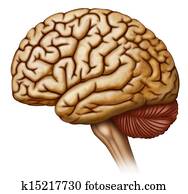 Side view of the human brain Side view of the human brain