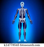 Skeleton - Anatomy Bones Skeleton - Anatomy Bones