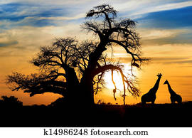 Spectacular African sunset with Baobab and Giraffe