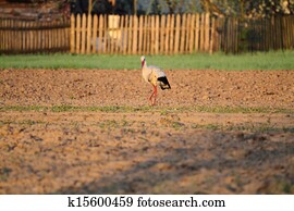 Stork