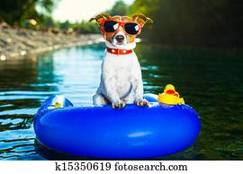 summer beach dog