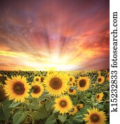 Sunflower field Sunflower field