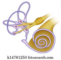 the cochlea canal the cochlea canal