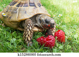 Tortoise eating strawberries Tortoise eating strawberries
