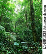 Tropical rainforest Tropical rainforest