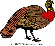 Turkey Turkey