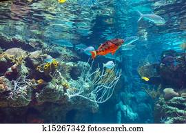 underwater underwater