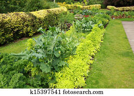 Vegetable garden Vegetable garden
