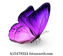Violet butterfly Violet butterfly