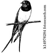 vogel, scheunenschluck vogel, scheunenschluck