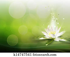 water lily water lily