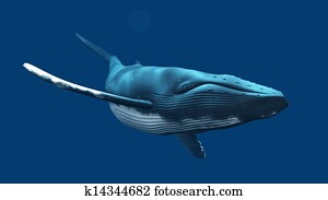 whale whale