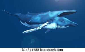 whale whale