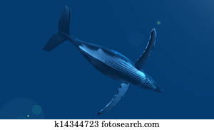 whale whale