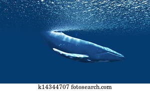 whale whale
