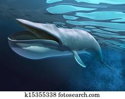 Whale under water swimming. Whale under water swimming.