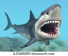 White Shark White Shark