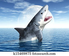 White Shark White Shark