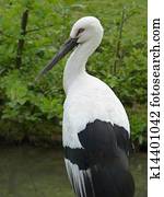 White Stork