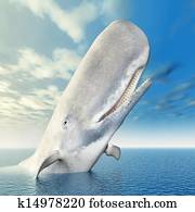 White Whale White Whale