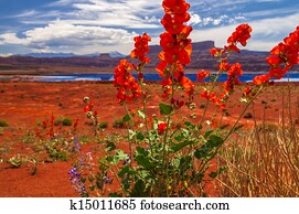 Wild Flowers near Evaporation Ponds - Potash Road in Moab Utah