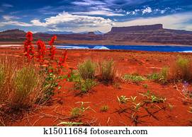 Wild Flowers near Evaporation Ponds - Potash Road in Moab Utah