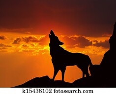 wolf howling at sunset wolf howling at sunset