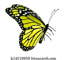 Yellow butterfly Yellow butterfly