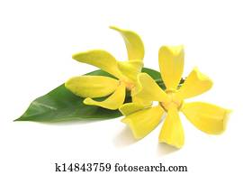 Ylang-ylang flower Ylang-ylang flower