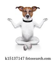 yoga dog yoga dog