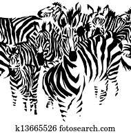 zebras