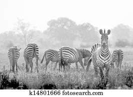 Zebras Zebras