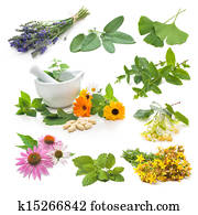 אוסף, של, טרי, עשב תרופתי