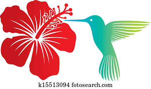 האמינגבירד, ו, אדום, היביסקוס, פרוח