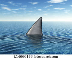 כריש לבן גדול, סנפיר