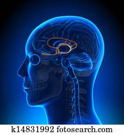 מוח, אנטומיה, -, limbic, מערכת