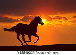 סוס, לרוץ, ב, שקיעה