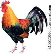 צבעוני, ו, גבוה, פרט, תרנגול